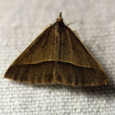 Epidesmia chilonaria (Golden-winged Epidesmia) at O'Connor, ACT - 24 Nov 2017 by ibaird