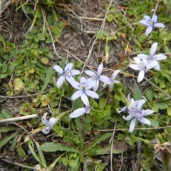 Isotoma fluviatilis subsp. australis (Swamp Isotome) at Gungahlin, ACT - 3 Nov 2017 by AlisonMilton