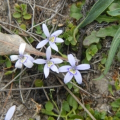 Isotoma fluviatilis subsp. australis at Gungahlin, ACT - 3 Nov 2017 11:00 AM