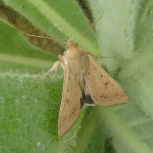 Helicoverpa punctigera at Googong, NSW - 26 Nov 2017 01:50 PM