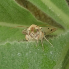 Helicoverpa punctigera at Googong, NSW - 26 Nov 2017 01:50 PM