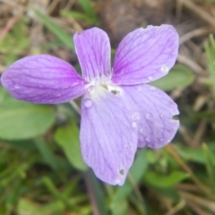 Viola betonicifolia (Mountain Violet) at Gungahlin, ACT - 3 Nov 2017 by AlisonMilton