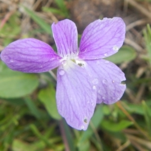 Viola betonicifolia at Gungahlin, ACT - 3 Nov 2017