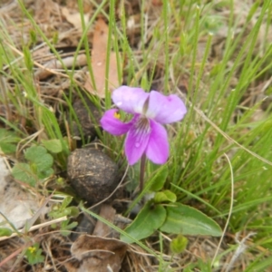 Viola betonicifolia at Gungahlin, ACT - 3 Nov 2017