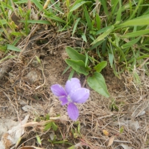 Viola betonicifolia at Gungahlin, ACT - 3 Nov 2017