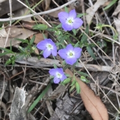 Veronica gracilis (Slender Speedwell) at Bungendore, NSW - 26 Nov 2017 by yellowboxwoodland