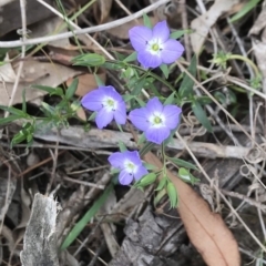 Veronica gracilis (Slender Speedwell) at Bungendore, NSW - 26 Nov 2017 by yellowboxwoodland