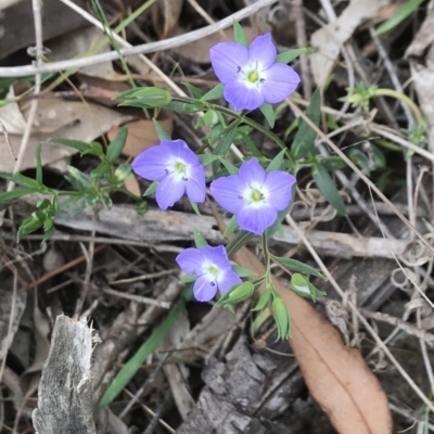 Veronica gracilis (Slender Speedwell) at Bungendore, NSW - 26 Nov 2017 by yellowboxwoodland