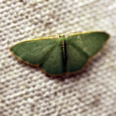 Chlorocoma dichloraria (Guenee's or Double-fringed Emerald) at O'Connor, ACT - 24 Nov 2017 by ibaird