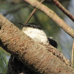 Lalage tricolor at Fyshwick, ACT - 25 Nov 2017