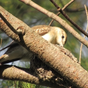 Lalage tricolor at Fyshwick, ACT - 25 Nov 2017