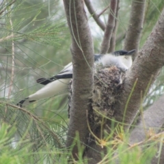 Lalage tricolor at Fyshwick, ACT - 25 Nov 2017