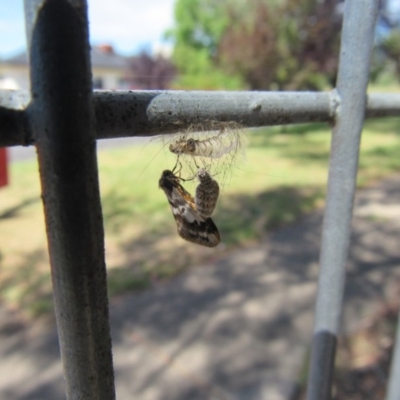 Anestia (genus) (A tiger moth) at Narrabundah, ACT - 24 Nov 2017 by YellowButton