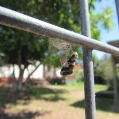 Anestia (genus) at Narrabundah, ACT - 24 Nov 2017