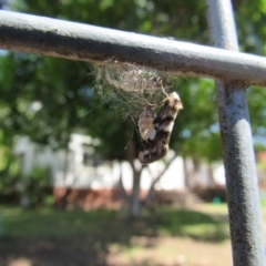 Anestia (genus) at Narrabundah, ACT - 24 Nov 2017 10:30 AM