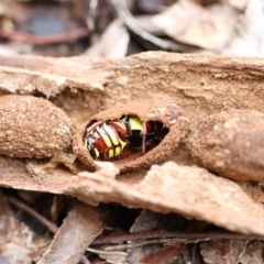 Eupoecila australasiae (Fiddler Beetle) at Higgins, ACT - 26 Nov 2017 by AlisonMilton