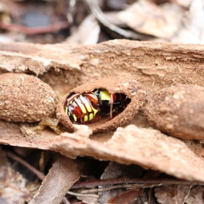 Eupoecila australasiae (Fiddler Beetle) at Higgins, ACT - 26 Nov 2017 by Alison Milton