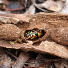 Eupoecila australasiae at Higgins, ACT - 26 Nov 2017