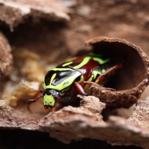 Eupoecila australasiae at Higgins, ACT - 26 Nov 2017