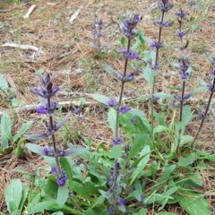 Ajuga australis (Austral Bugle) at Isaacs, ACT - 26 Nov 2017 by Mike