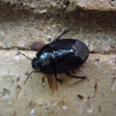 Cydnidae (family) (Burrower bug) at Cook, ACT - 26 Nov 2017 by CathB