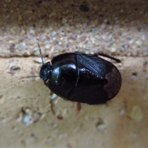 Cydnidae (family) at Cook, ACT - 26 Nov 2017 10:00 AM