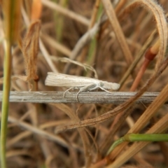 Culladia cuneiferellus (Crambinae moth) at Mount Painter - 25 Nov 2017 by CathB