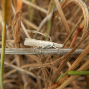 Culladia cuneiferellus at Belconnen, ACT - 26 Nov 2017 10:52 AM