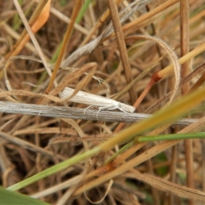 Culladia cuneiferellus at Belconnen, ACT - 26 Nov 2017 10:52 AM