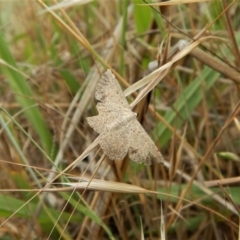 Taxeotis intextata (Looper Moth, Grey Taxeotis) at Mount Painter - 25 Nov 2017 by CathB