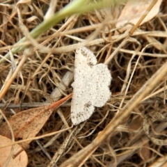 Taxeotis intextata (Looper Moth, Grey Taxeotis) at Mount Painter - 26 Nov 2017 by CathB