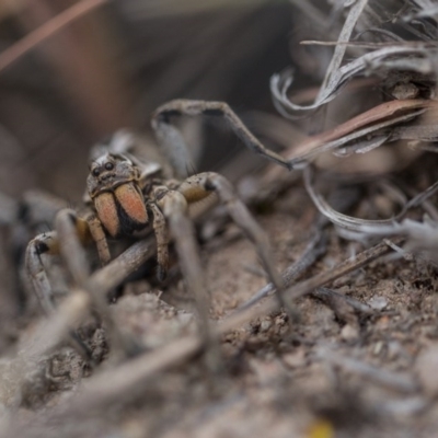 Tasmanicosa sp. (genus) (Unidentified Tasmanicosa wolf spider) at Murrumbateman, NSW - 26 Nov 2017 by SallyandPeter