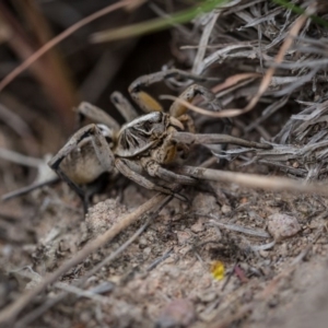 Tasmanicosa sp. (genus) at Murrumbateman, NSW - 26 Nov 2017 04:35 PM