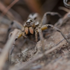 Tasmanicosa sp. (genus) at Murrumbateman, NSW - 26 Nov 2017 04:35 PM