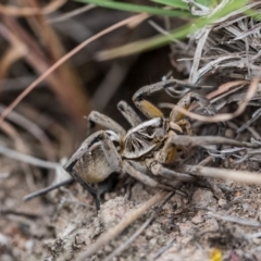 Tasmanicosa sp. (genus) at Murrumbateman, NSW - 26 Nov 2017 04:35 PM