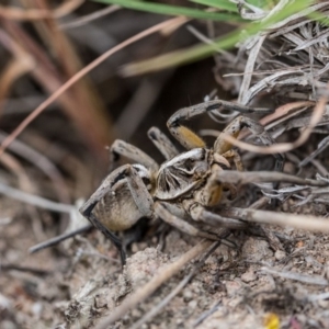 Tasmanicosa sp. (genus) at Murrumbateman, NSW - 26 Nov 2017 04:35 PM