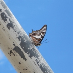 Charaxes sempronius (Tailed Emperor) at Belconnen, ACT - 26 Nov 2017 by CathB