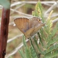 Jalmenus icilius (Amethyst Hairstreak) at Mount Painter - 26 Nov 2017 by CathB