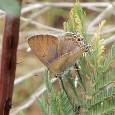 Jalmenus icilius (Amethyst Hairstreak) at Mount Painter - 26 Nov 2017 by CathB