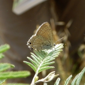 Jalmenus icilius at Belconnen, ACT - 26 Nov 2017 12:30 PM