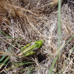 Perunga ochracea (Perunga grasshopper, Cross-dressing Grasshopper) at Jerrabomberra, ACT - 21 Nov 2017 by RobSpeirs