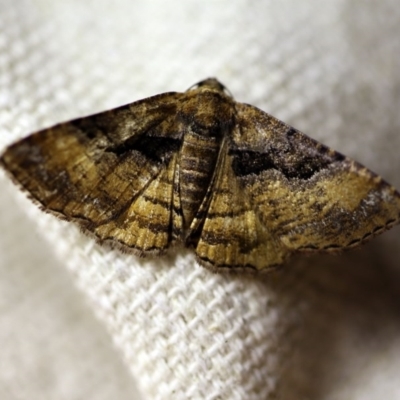 Aporoctena undescribed species (A Geometrid moth) at O'Connor, ACT - 23 Nov 2017 by ibaird