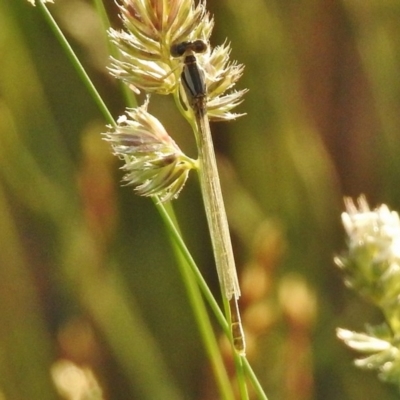 Xanthagrion erythroneurum (Red & Blue Damsel) at Ngunnawal, ACT - 26 Nov 2017 by JohnBundock