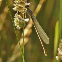 Xanthagrion erythroneurum at Ngunnawal, ACT - 26 Nov 2017