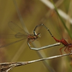 Xanthagrion erythroneurum (Red & Blue Damsel) at QPRC LGA - 26 Nov 2017 by JohnBundock