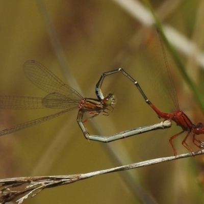 Xanthagrion erythroneurum (Red & Blue Damsel) at QPRC LGA - 26 Nov 2017 by JohnBundock