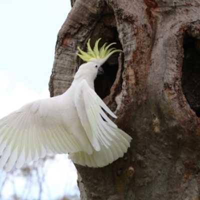 Cacatua galerita (Sulphur-crested Cockatoo) at Higgins, ACT - 12 Nov 2017 by AlisonMilton