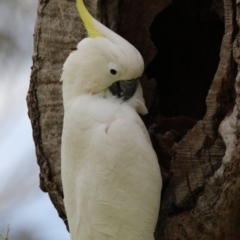 Cacatua galerita at Higgins, ACT - 13 Nov 2017 10:59 AM