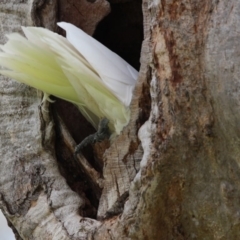 Cacatua galerita at Higgins, ACT - 13 Nov 2017