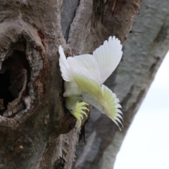 Cacatua galerita at Higgins, ACT - 13 Nov 2017 10:59 AM